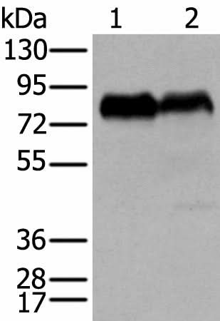 Western blot analysis of PC-3 and K562 cell lysates using CD55 Polyclonal Antibody at dilution of 1:350
