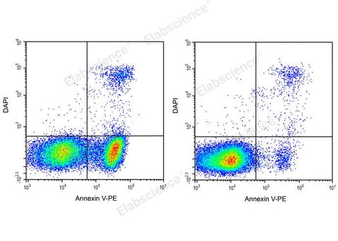 Annexin V-PE/DAPI Apoptosis Kit - ABMIUM