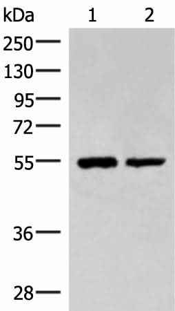 Anti-Human/Mouse/Rat RUVBL1 Antibody