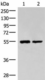 Western blot analysis of Raji and K562 cell lysates using RUVBL1 Polyclonal Antibody at dilution of 1:2200