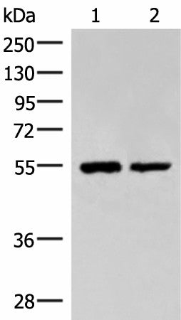 Western blot analysis of Raji and K562 cell lysates using RUVBL1 Polyclonal Antibody at dilution of 1:2200