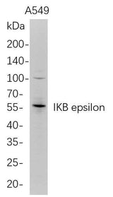 Anti-Human IKB epsilon Antibody [B679]
