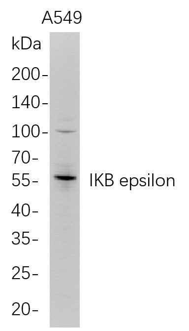 Anti-Human IKB epsilon Antibody [B679] - ABMIUM