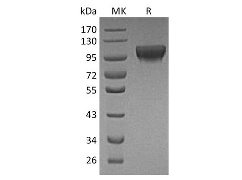 Recombinant Human HER4/ErbB4 Protein (His Tag) - ABMIUM