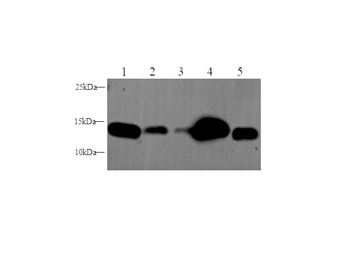 Anti-Human/Mouse/Rat IFITM3 Antibody - ABMIUM