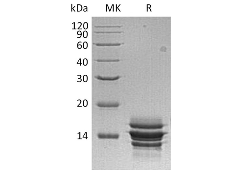 > 95 % as determined by reducing SDS-PAGE.