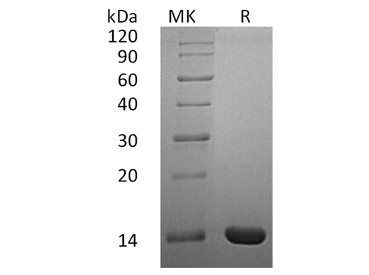 > 98 % as determined by reducing SDS-PAGE.