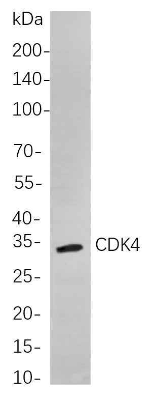 Anti-Human/Mouse/Rat Cdk4 Antibody [B883] - ABMIUM