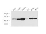 Western Blot analysis of various samples using Vimentin Polyclonal Antibody at dilution of 1:1000.