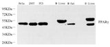 Western Blot analysis of various samples using PPARG Polyclonal Antibody at dilution of 1:1500.