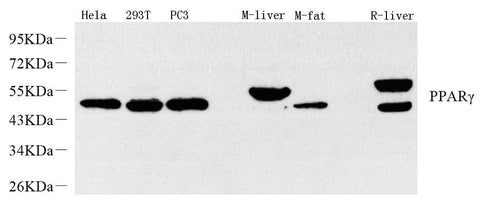 Western Blot analysis of various samples using PPARG Polyclonal Antibody at dilution of 1:1500.