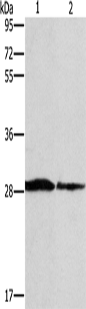Anti-Human SPR Antibody - ABMIUM