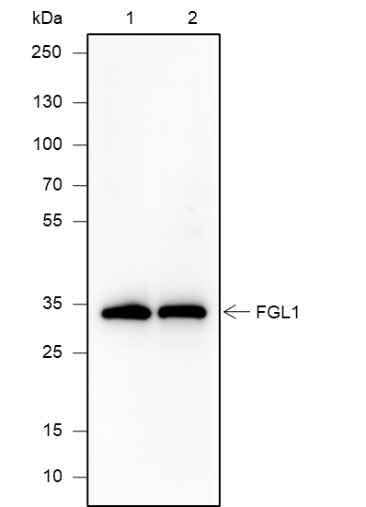 Anti-Human FGL1 Antibody [A637] - ABMIUM