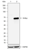 Anti-Human N-Myc Antibody [A754]