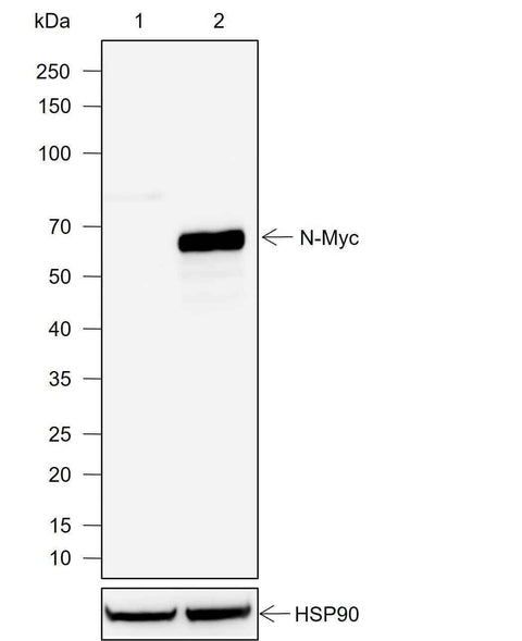 Anti-Human N-Myc Antibody [A754] - ABMIUM