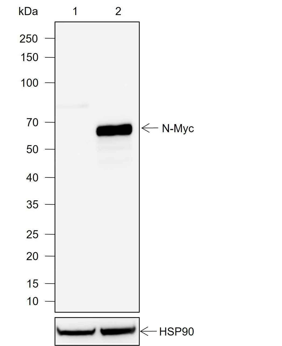 Anti-Human N-Myc Antibody [A754]