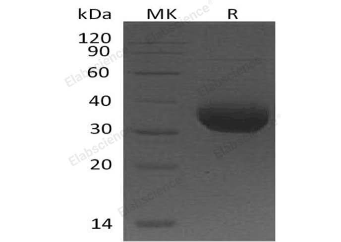 > 95 % as determined by reducing SDS-PAGE.