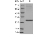 > 90 % as determined by reducing SDS-PAGE.