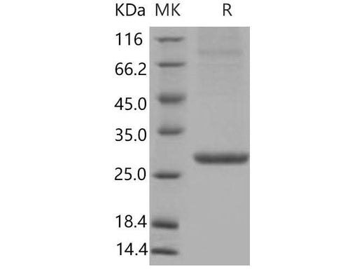 > 90 % as determined by reducing SDS-PAGE.
