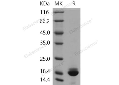 > 95 % as determined by reducing SDS-PAGE.