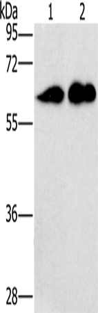 Anti-Human CD27 Antibody - ABMIUM