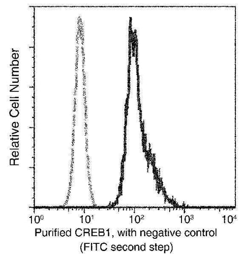 Anti-Human CREB1 Antibody [A908] - ABMIUM
