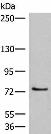 Anti-Human/Rat MCMBP Antibody