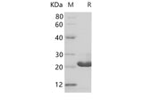 SDS-PAGE analysis of Human PUMA/BBC3 proteins, 2 μg/lane of Recombinant Human PUMA/BBC3 proteins was resolved with SDS-PAGE under reducing conditions, showing bands at 20-24 kDa.