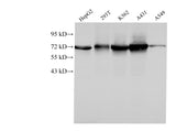 Western Blot analysis of HepG2, 293T, k562, A431 and A549 cells using HSPA1A Polyclonal Antibody at dilution of 1:1000