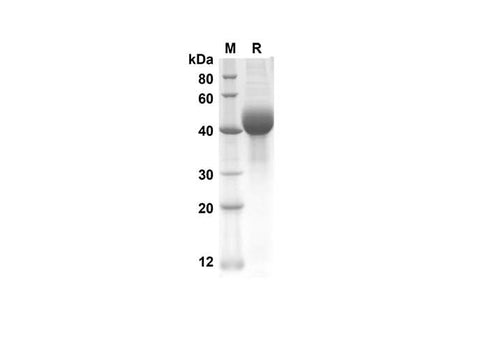 SDS-PAGE analysis of Mouse SP-D proteins, 2 μg/lane of Recombinant Mouse SP-D proteins was resolved with an SDS-PAGE under reducing conditions, showing bands at 38.9 kDa.