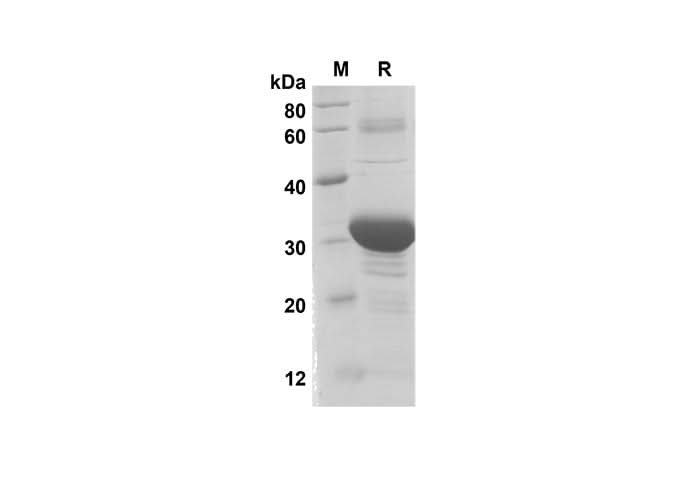 SDS-PAGE analysis of Human BMP-2 proteins, 2 μg/lane of Recombinant Human BMP-2 proteins was resolved with SDS-PAGE under reducing conditions, showing bands at 32.4 kDa.