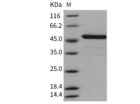> 95 % as determined by reducing SDS-PAGE.
