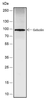 Anti-Human Gelsolin Antibody [A536]