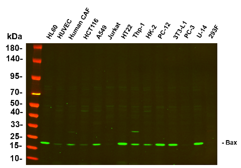 Anti-Human/Mouse/Rat Bax Antibody [B727] - ABMIUM