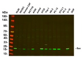 Anti-Human/Mouse/Rat Bax Antibody [B727]