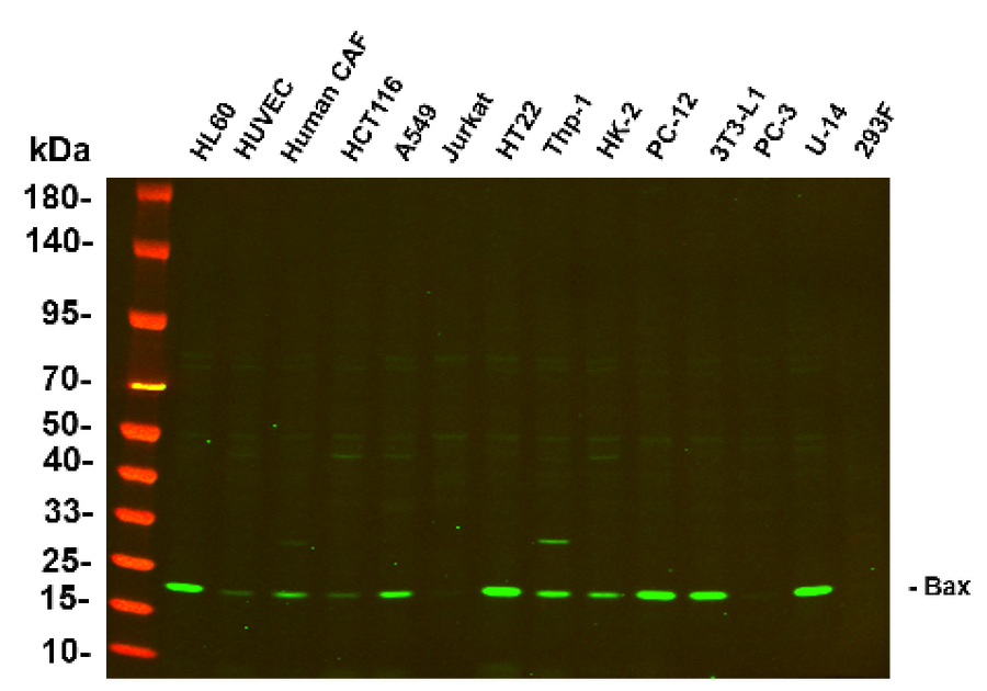 Anti-Human/Mouse/Rat Bax Antibody [B727]