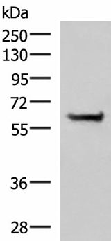 Western blot analysis of NIH/3T3 cell lysate using PPP2R1A Polyclonal Antibody at dilution of 1:850