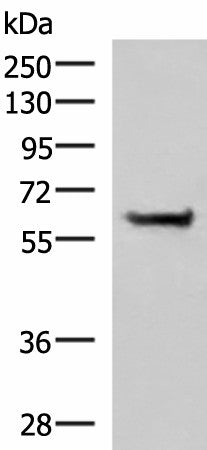 Western blot analysis of NIH/3T3 cell lysate using PPP2R1A Polyclonal Antibody at dilution of 1:850