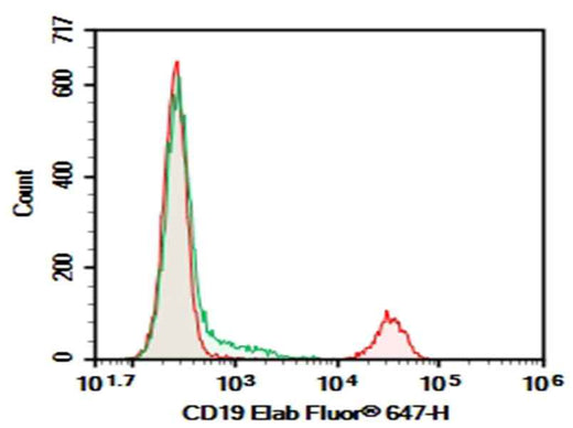 Anti-Human CD19 Antibody [HD37] - ABMIUM