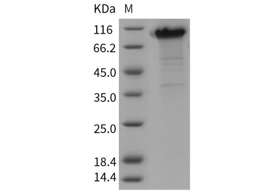 > 93 % as determined by reducing SDS-PAGE.