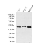 Western Blot analysis of various samples using GLUT-3 Polyclonal Antibody at dilution of 1:1000.