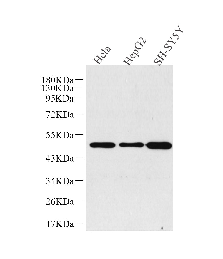 Western Blot analysis of various samples using GLUT-3 Polyclonal Antibody at dilution of 1:1000.