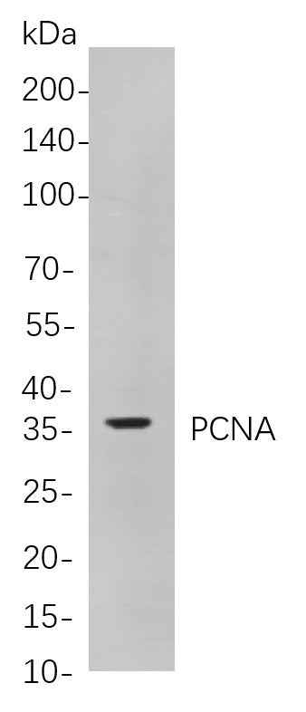 Anti-Human/Mouse/Rat PCNA Antibody [B747] - ABMIUM
