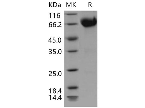 > 92 % as determined by reducing SDS-PAGE.