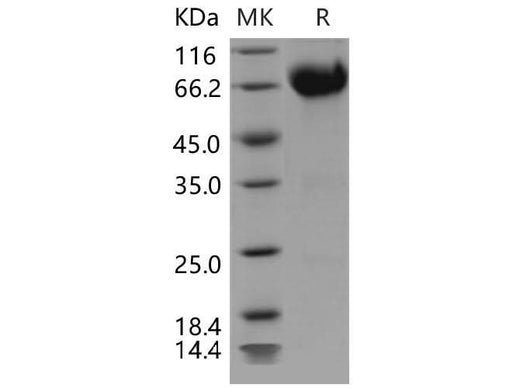 > 92 % as determined by reducing SDS-PAGE.