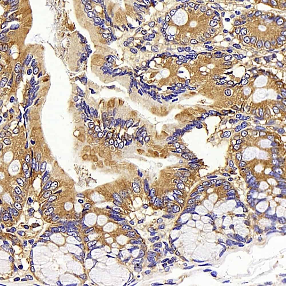 Immunohistochemistry analysis of paraffin-embedded rat colon using CD13 Polyclonal Antibody at dilution of 1:400.