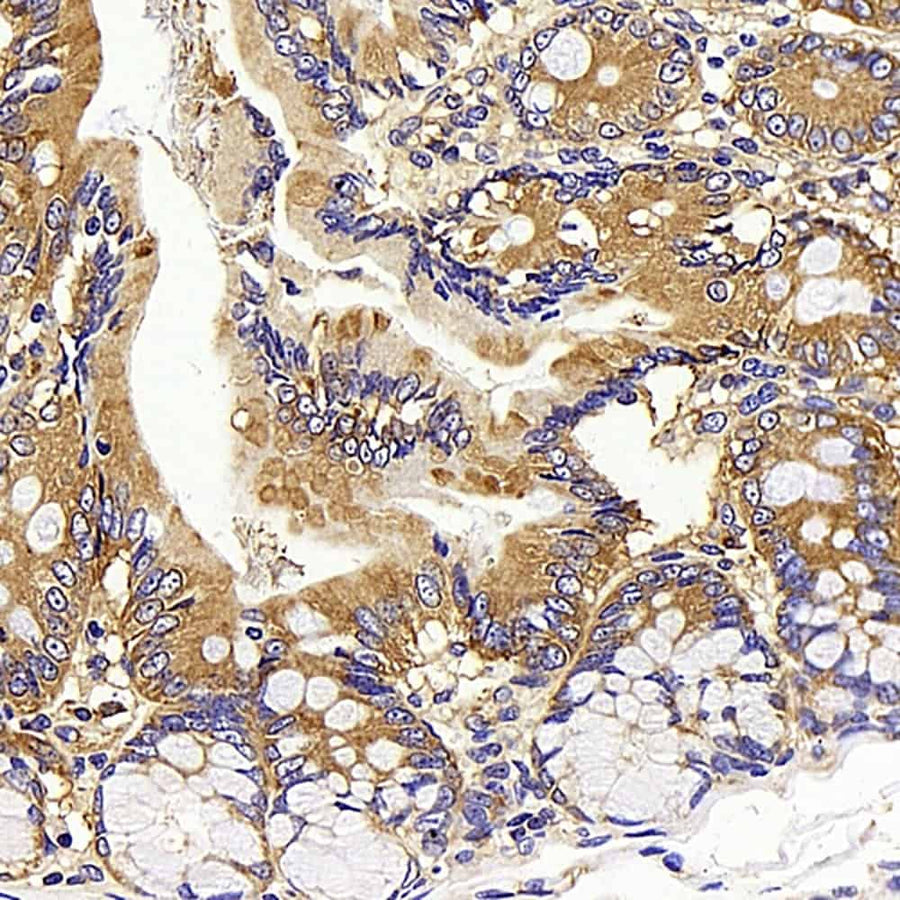 Immunohistochemistry analysis of paraffin-embedded rat colon using CD13 Polyclonal Antibody at dilution of 1:400.