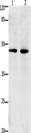 Anti-Human/Mouse Dap3 Antibody - ABMIUM