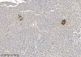 Anti-Human GCG Antibody [B281]