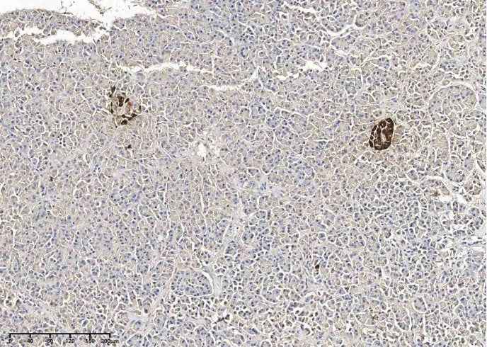 Anti-Human GCG Antibody [B281] - ABMIUM